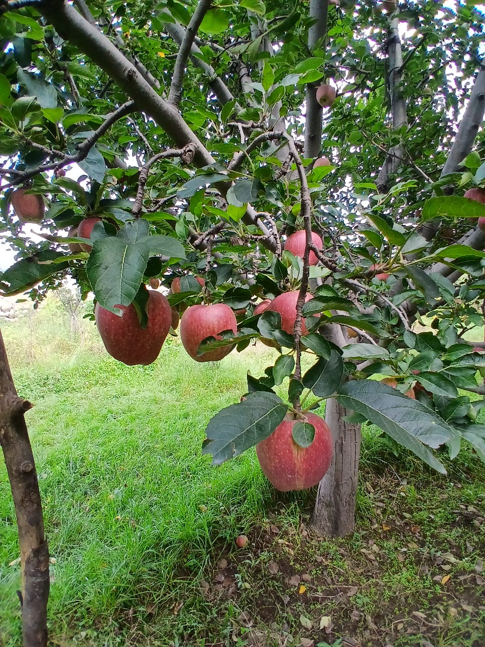 Fruit Farm